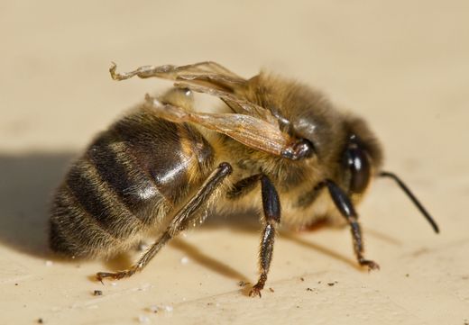 Признаки адаптивного снижения вирулентности вируса деформации крыла в изолированной популяции диких медоносных пчёл