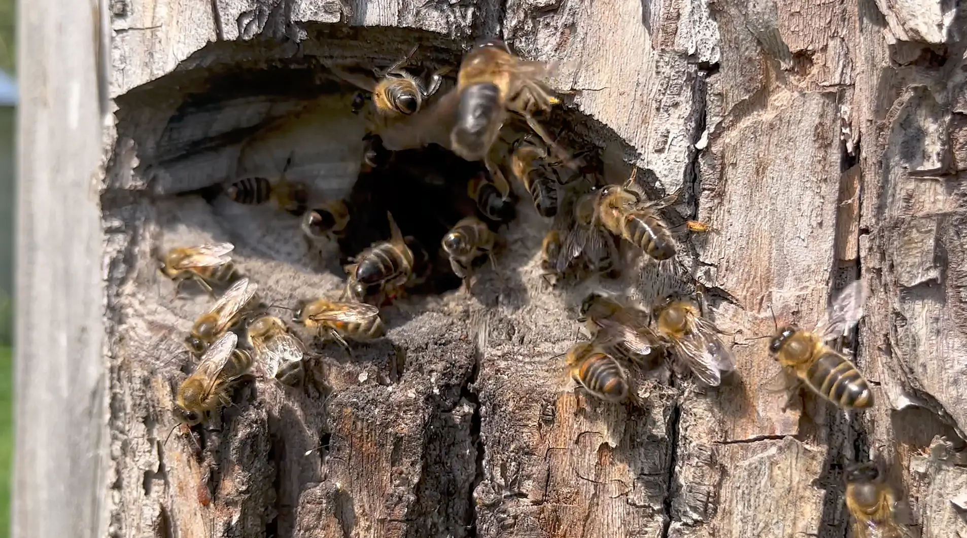 Что мы понимаем под локально адаптированными (местными) пчёлами?