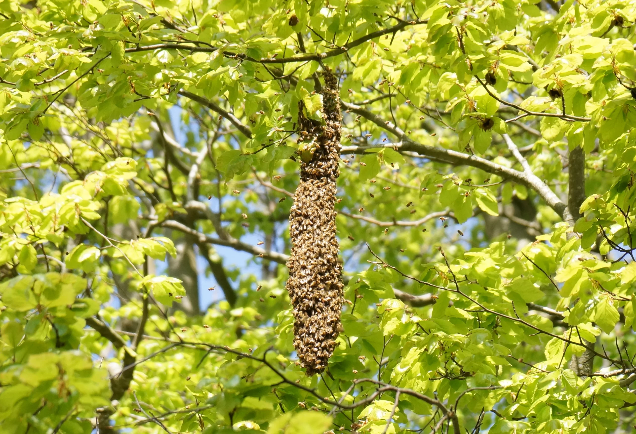 Об одомашнивании медоносной пчелы
