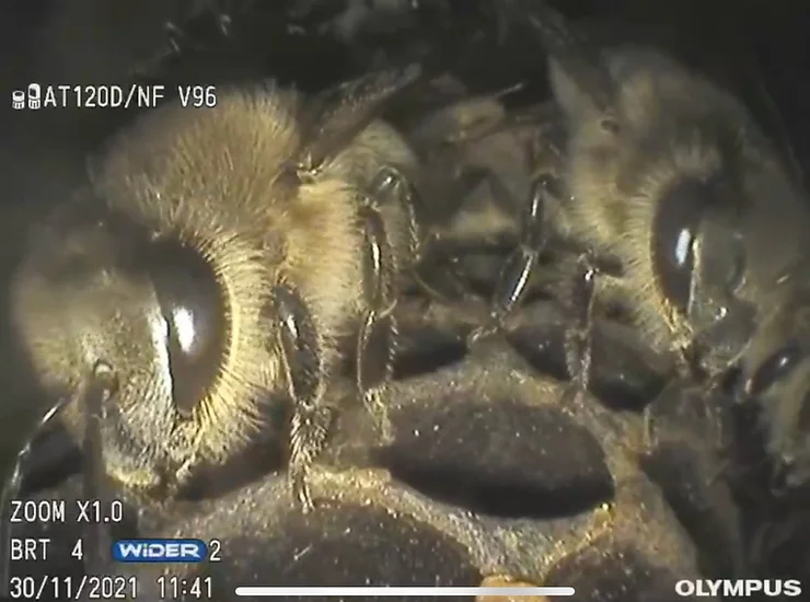 Не пчелы делают мёд! Это работа команды!