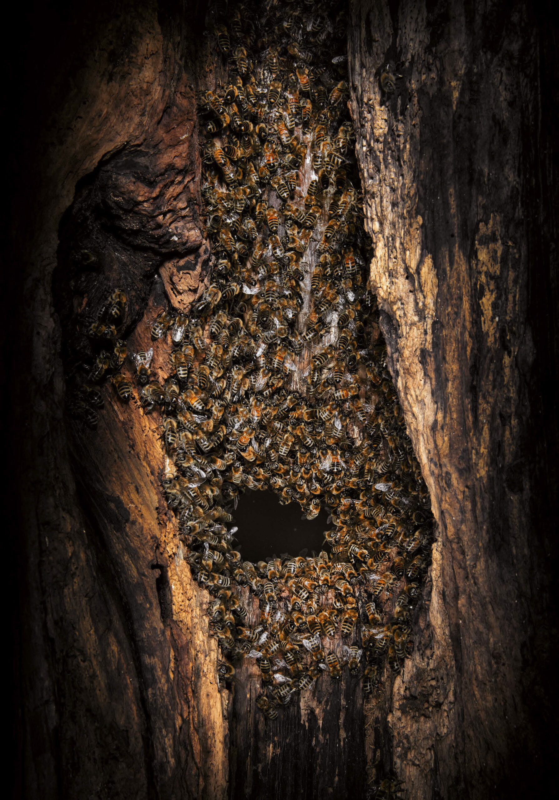 Выбор гнезда медоносными пчёлами