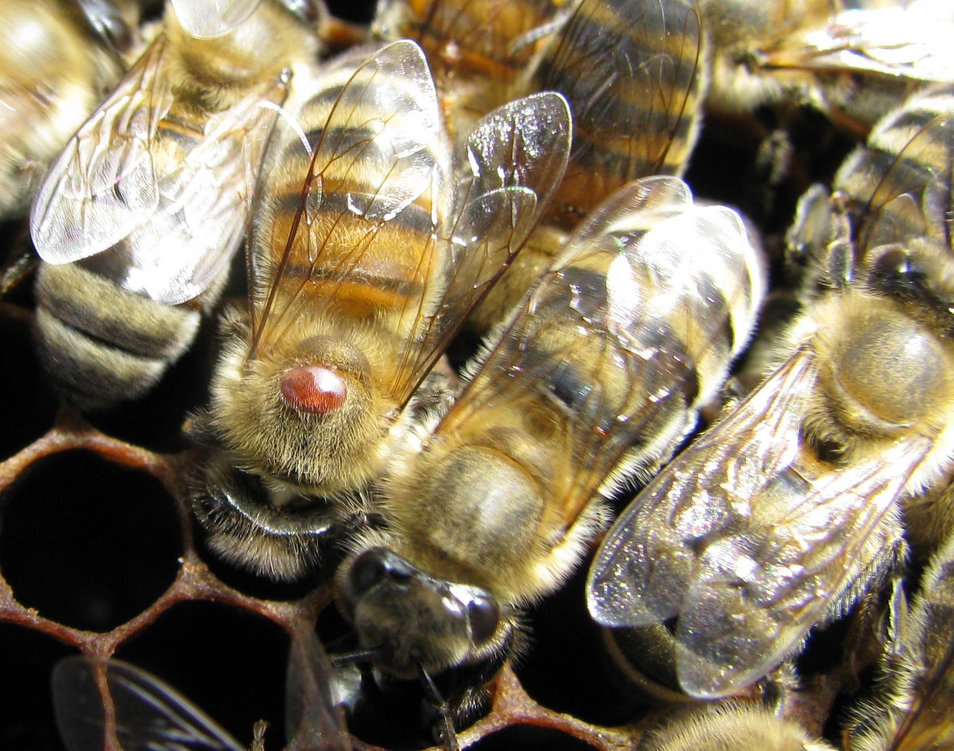 Образцы музея демонстрируют быструю эволюцию диких медоносных пчел, подвергшихся воздействию нового паразита.