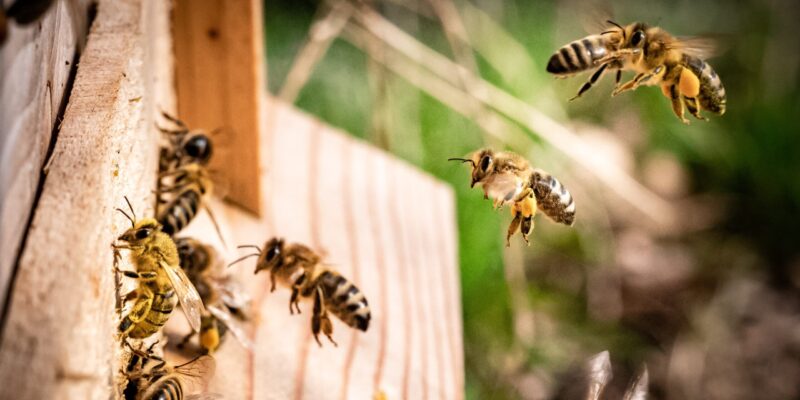 Пчелиное воровство: необходимость или патология?