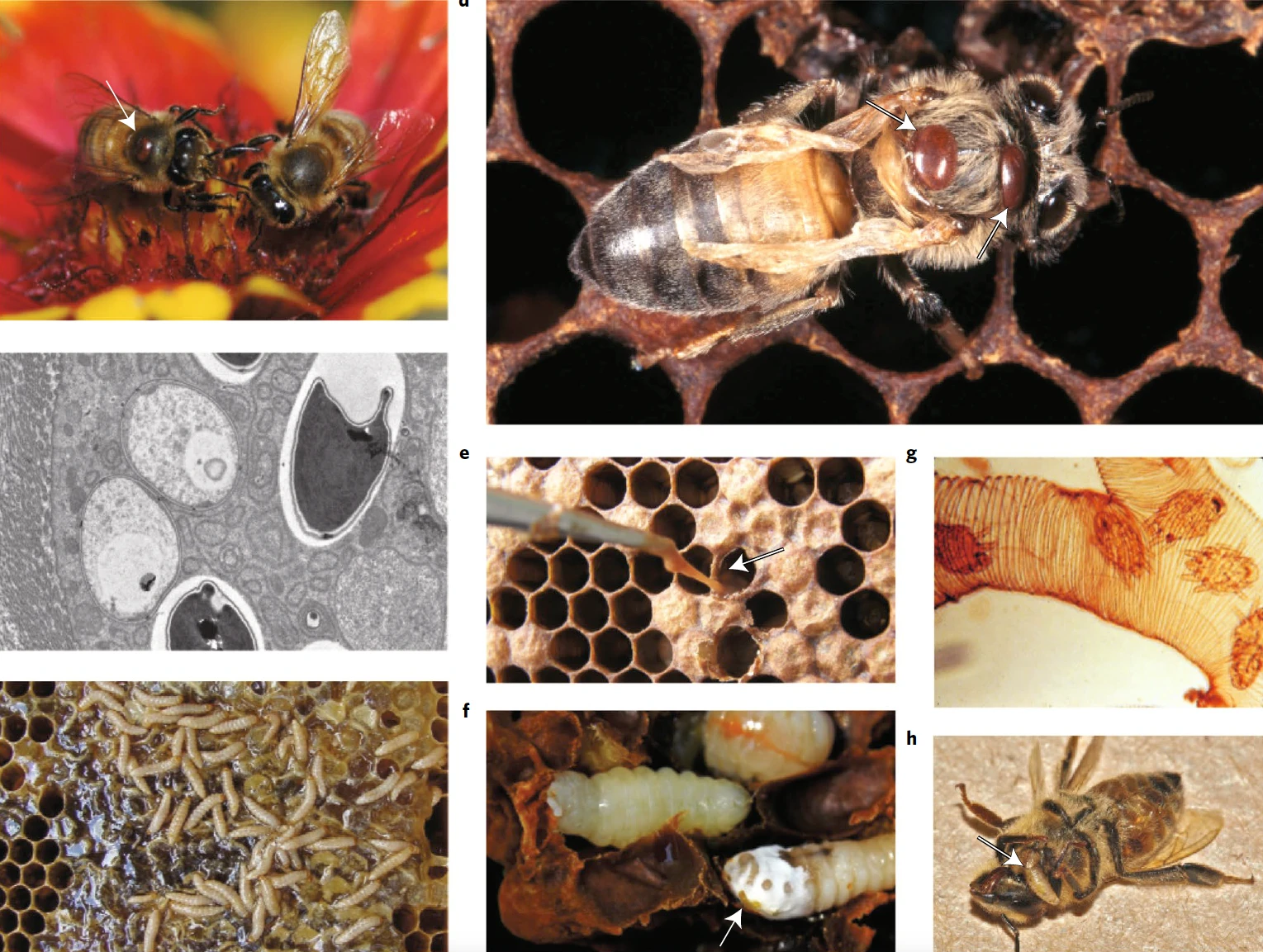 Экологические и эволюционные подходы к управлению болезнями медоносных пчёл