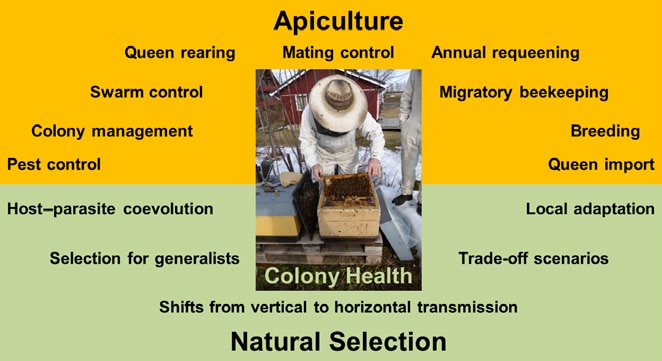 Дарвиновское лекарство для пчеловодства? Естественный отбор и здоровье медоносных пчёл