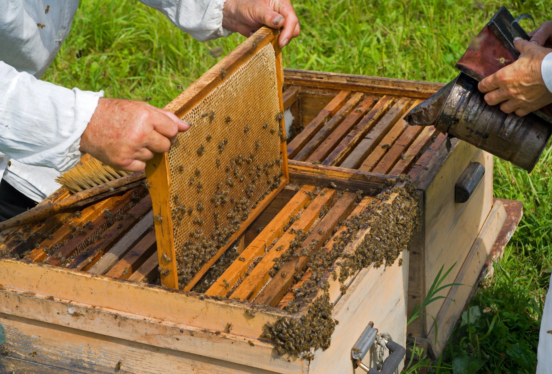 Как можно реже осматривайте пчёл