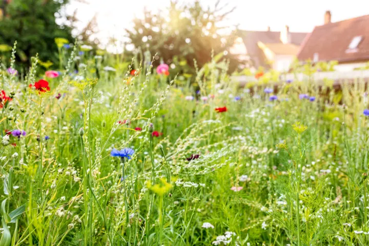 Как превратить свой газон в луг с полевыми цветами (и почему это нужно сделать)