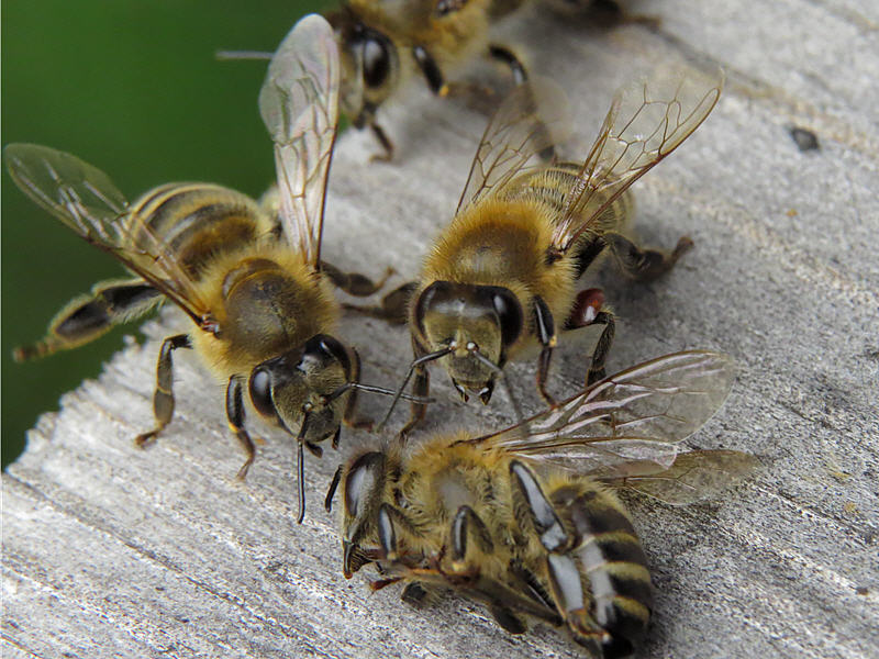 Географическое распространение и селекция европейских медоносных пчёл, устойчивых к Varroa