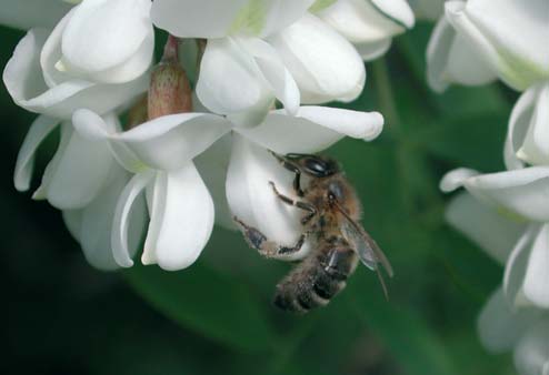 Изменение климата: Влияние на популяции и болезни медоносных пчёл
