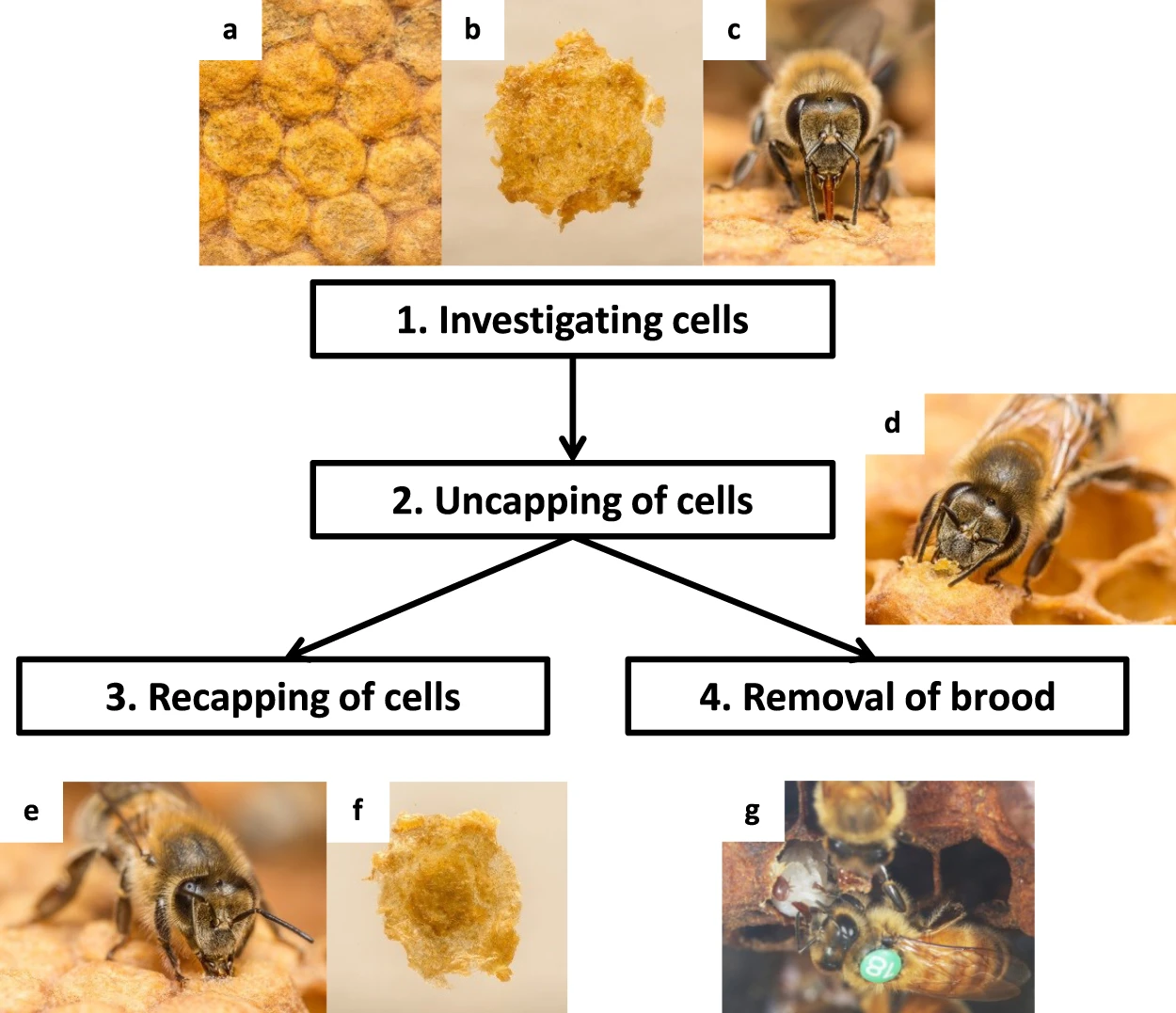 Быстрая параллельная эволюция позволяет преодолеть глобального паразита медоносных пчёл